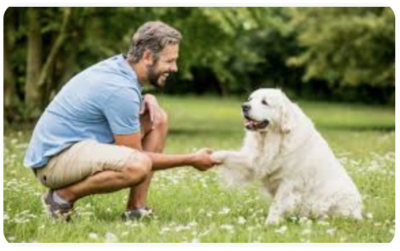 Entrenamiento de perros reveldes